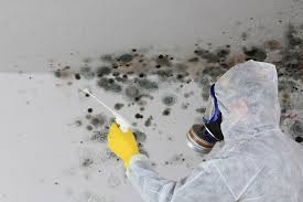 Why You Should Choose Our Mold Remediation Services in La Puente, CA